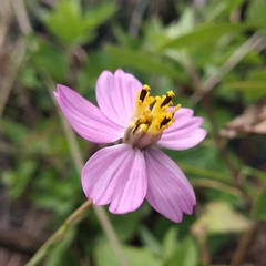 Cosmos crithmifolius