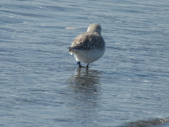 Calidris alba