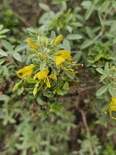 iNaturalist observation photo of Bladderpod
