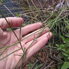 Cosmos crithmifolius