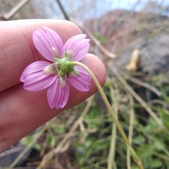 Cosmos crithmifolius