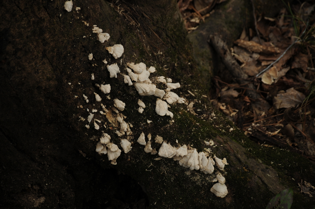 Trichaptum biforme · December 2025 · photo: © merkertgrace (iNaturalist, cc-by)