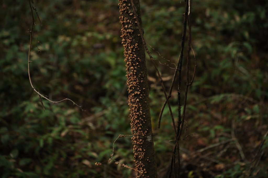 Stereum complicatum · December 2025 · photo: © merkertgrace (iNaturalist, cc-by)