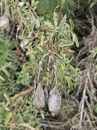 iNaturalist observation photo of Bladderpod