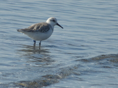 Calidris alba