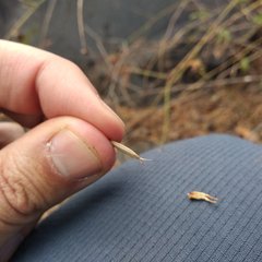 Cosmos crithmifolius