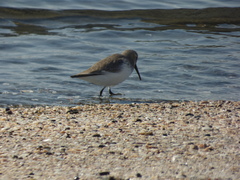 Calidris alpina