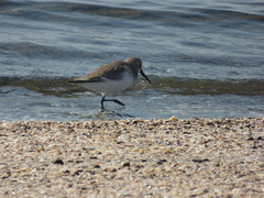 Calidris alpina