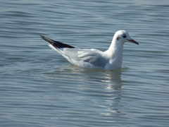 Chroicocephalus ridibundus
