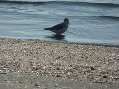 Calidris alba