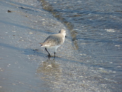 Calidris alba