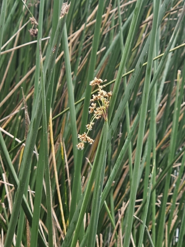 iNaturalist observation photo of California bulrush