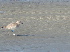 Pluvialis squatarola