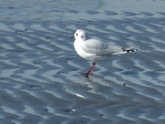 Saundersilarus saundersi