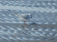 Saundersilarus saundersi