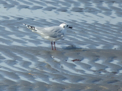 Saundersilarus saundersi