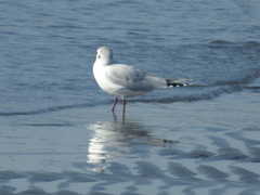 Saundersilarus saundersi