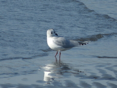 Saundersilarus saundersi