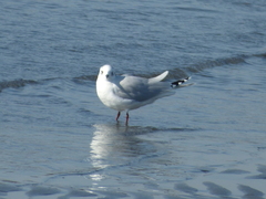 Saundersilarus saundersi