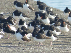 Haematopus ostralegus