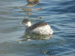 Podiceps nigricollis
