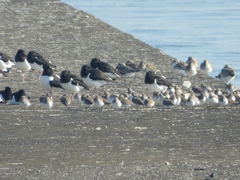 Haematopus ostralegus
