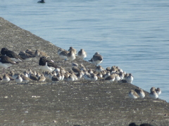 Pluvialis squatarola