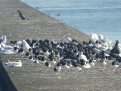 Haematopus ostralegus