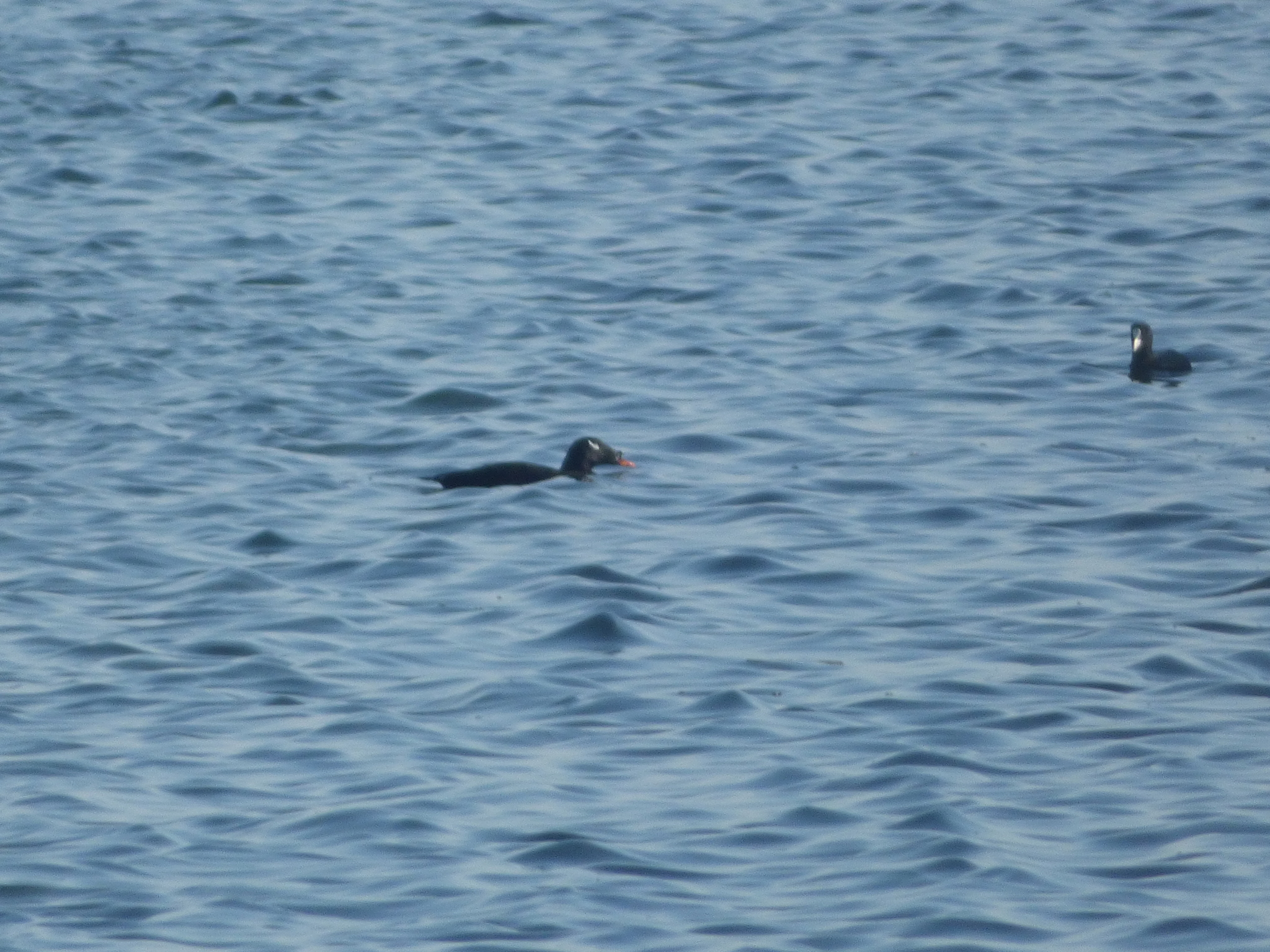 Stejneger's Scoter