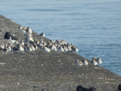 Calidris alpina