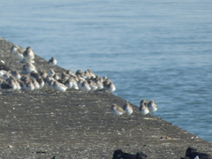 Calidris alpina
