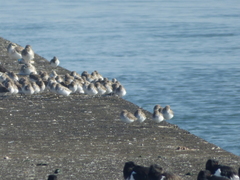 Calidris alpina