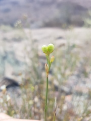 Menodora decemfida