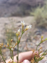 Menodora decemfida