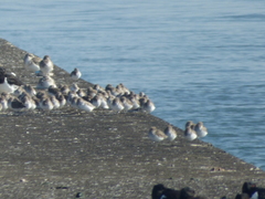 Calidris alpina