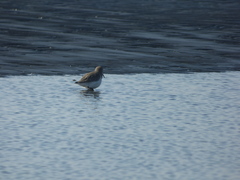 Calidris alpina