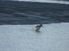 Calidris alpina