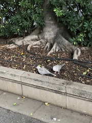 Streptopelia decaocto