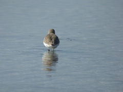 Calidris alpina