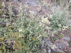 Buddleja parviflora