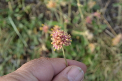 Gomphrena pulchella