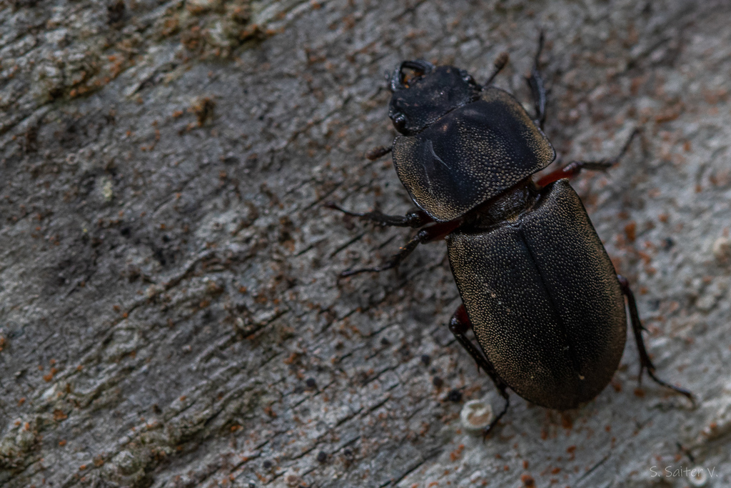 Erichius femoralis