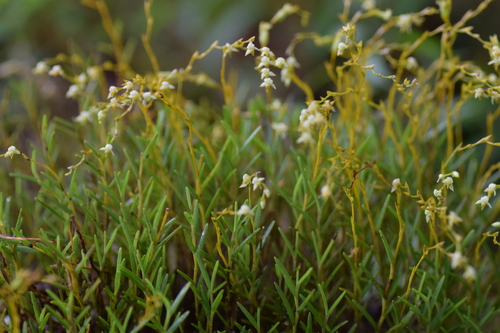 Epidendrum paranthicum Rchb.f. 3