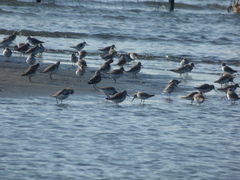 Calidris alpina