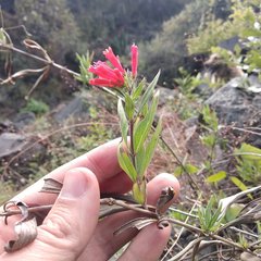 Bouvardia tenuifolia