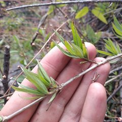 Bouvardia tenuifolia