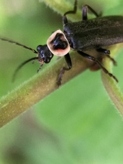 Atalantycha neglecta