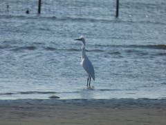 Egretta garzetta
