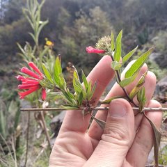Bouvardia tenuifolia