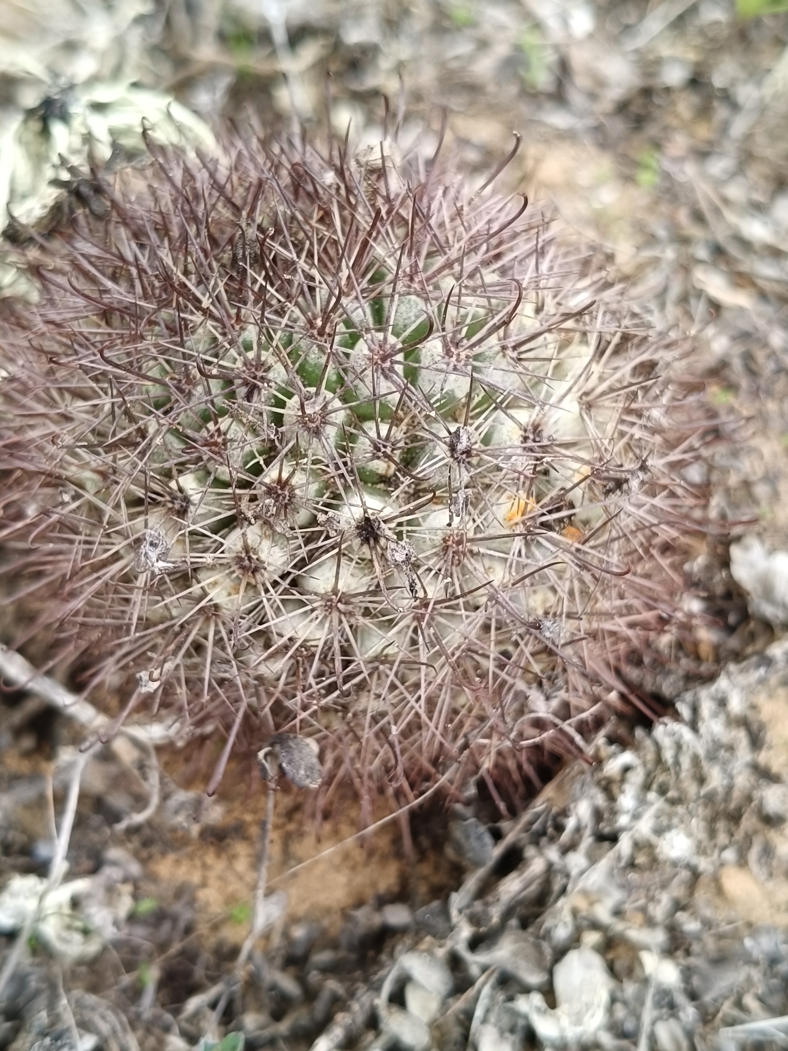Cochemiea blossfeldiana